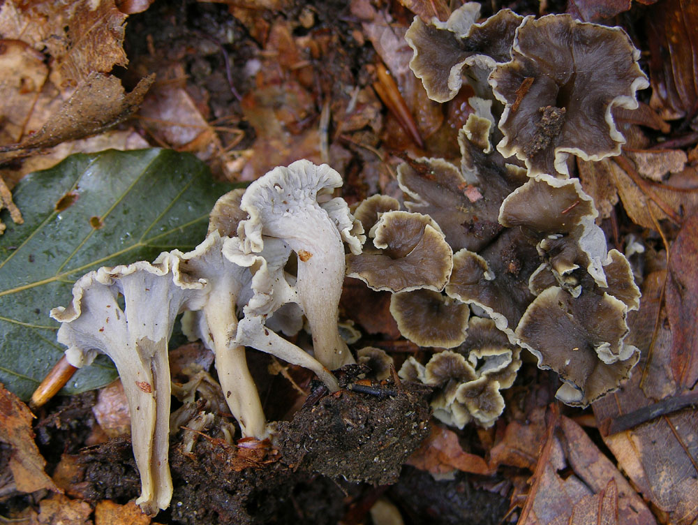 Pseudocraterellus undulatus (Pers.) Rauschert,